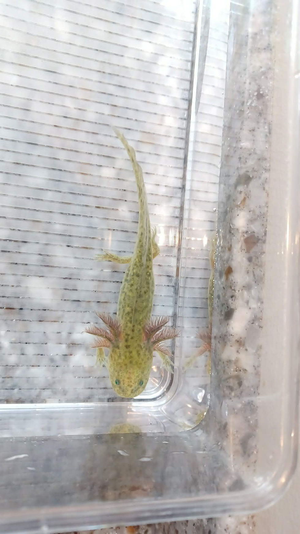 Thumbnail: J'Dinklage Margoon (4.5" GFP Wild Type)