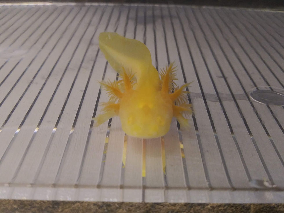 Thumbnail: Macaroni (2.75" Golden Albino)