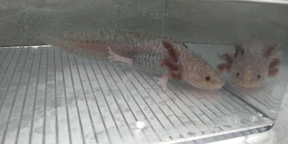 Thumbnail: TBD (6" Copper Axanthic)