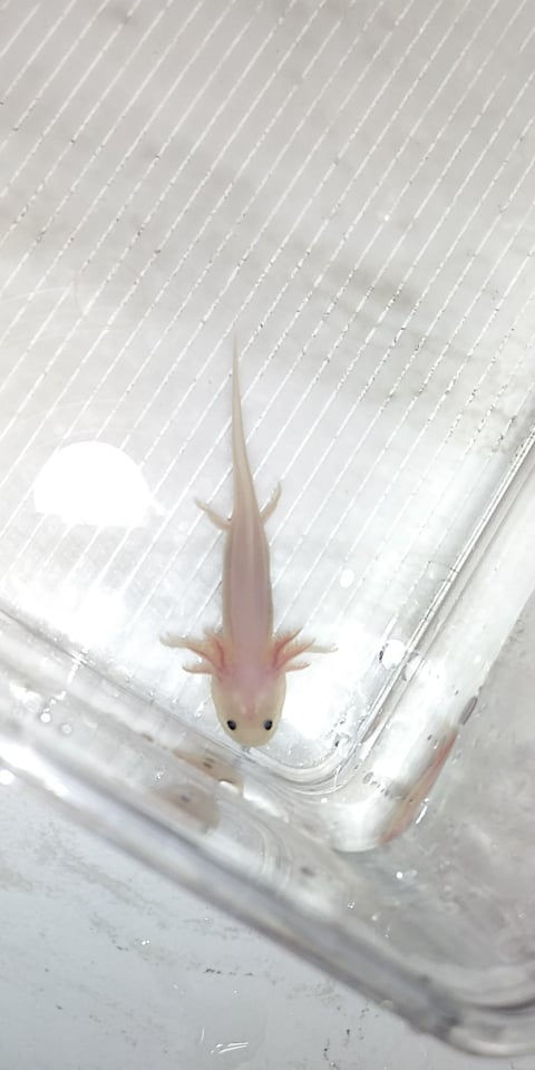 Thumbnail: Lunch Money (3" Lightly Speckled  Lucy) Het Pied