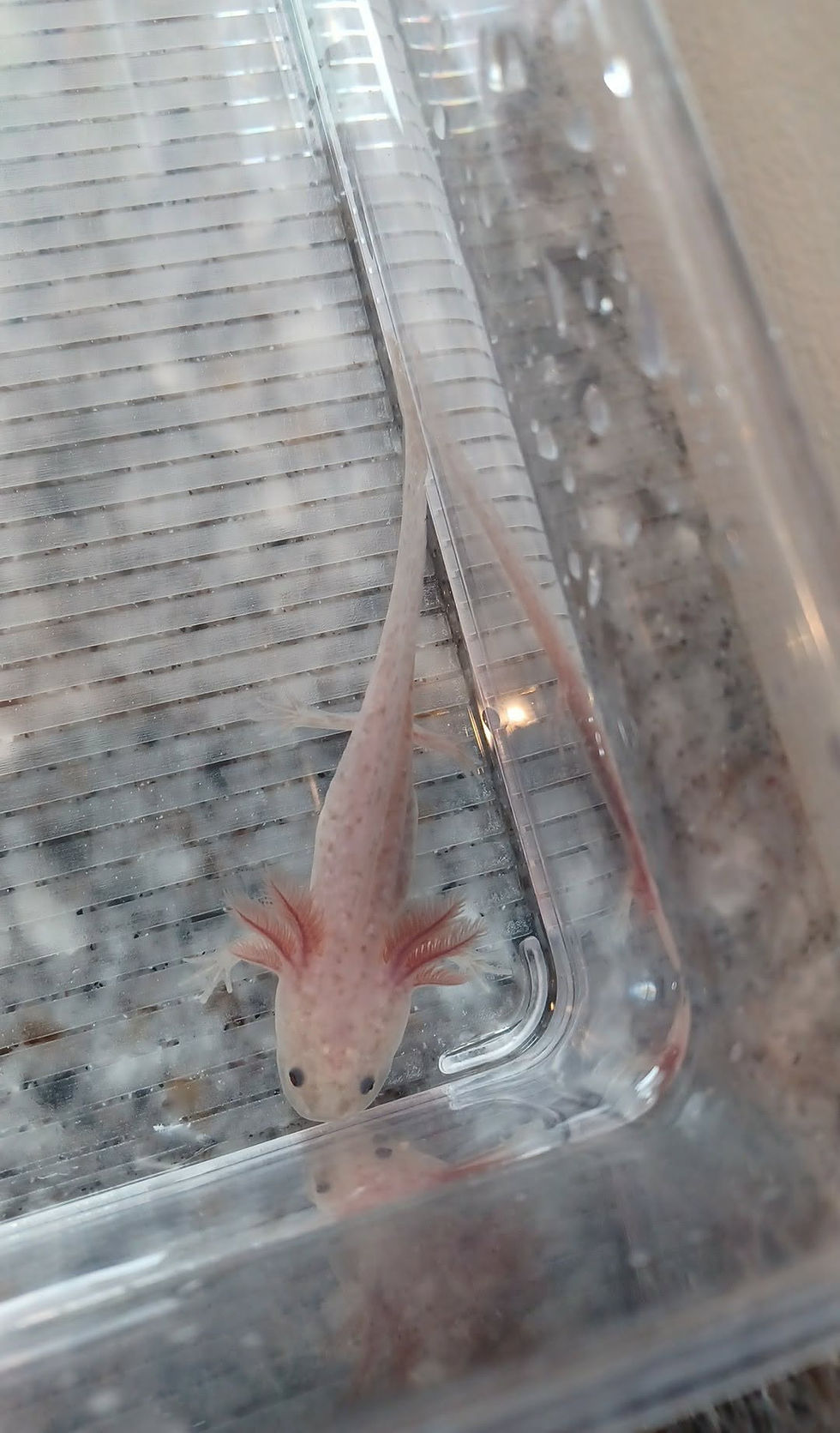 Thumbnail: Dingus (4" Axanthic Copper)