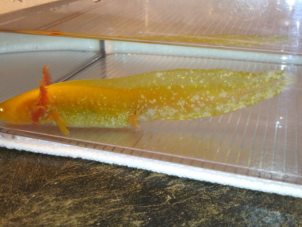 Thumbnail: Pineapple (6 High Iridophore Sunburst Golden Albino)