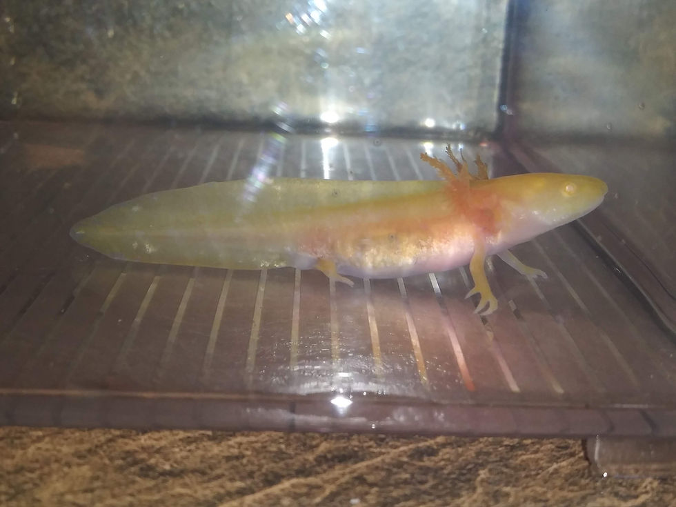 Thumbnail: Slim Shady (3" Golden Albino)