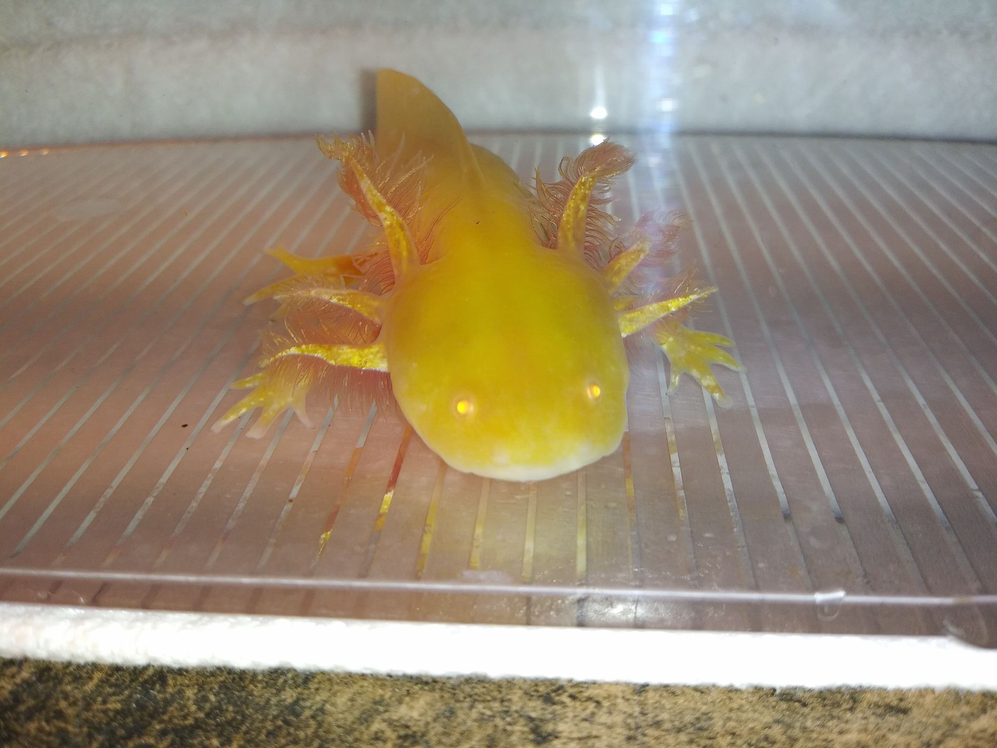 4K (6" High Iridophore GFP Sunburst Golden Albino)