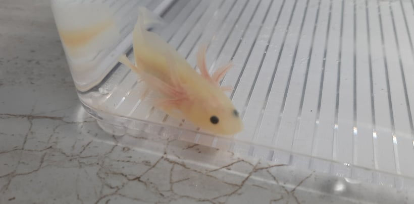 Spunky Comet (3" GFP Lucy)