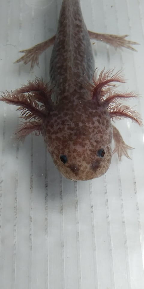 Thumbnail: Edgy Cowboy (5" Dark Copper Axanthic)