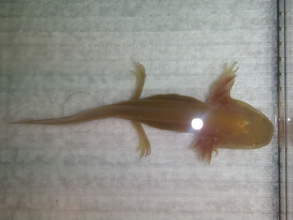 Thumbnail: Twinkie (3.5" Golden Albino)
