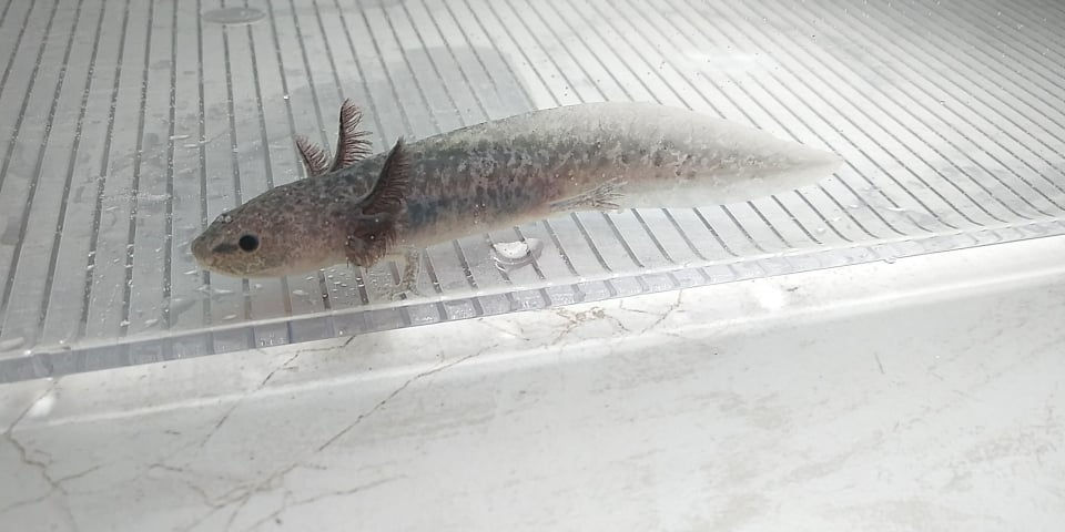 Thumbnail: Graveler (3.5"  Axanthic)