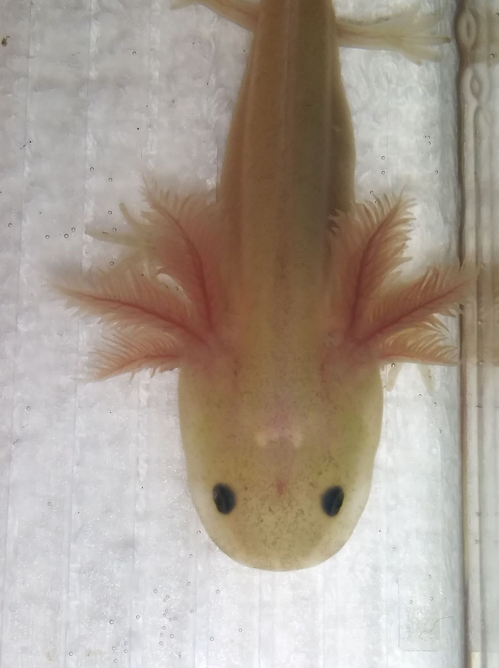 Thumbnail: Jimberly (3" GFP Dirty Lucy)