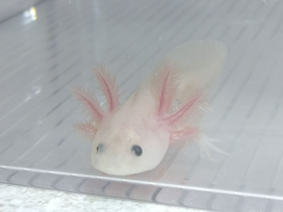 Thumbnail: Chansey (3" Lightly Speckled Lucy)