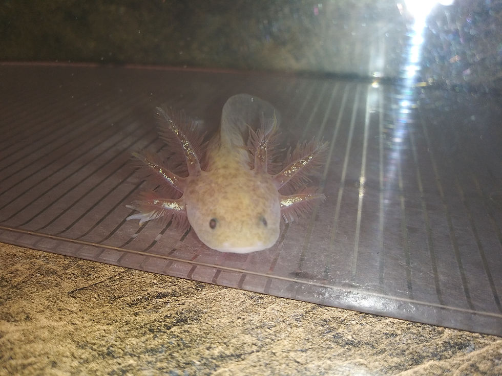 Thumbnail: Peanut (3.5" Copper)