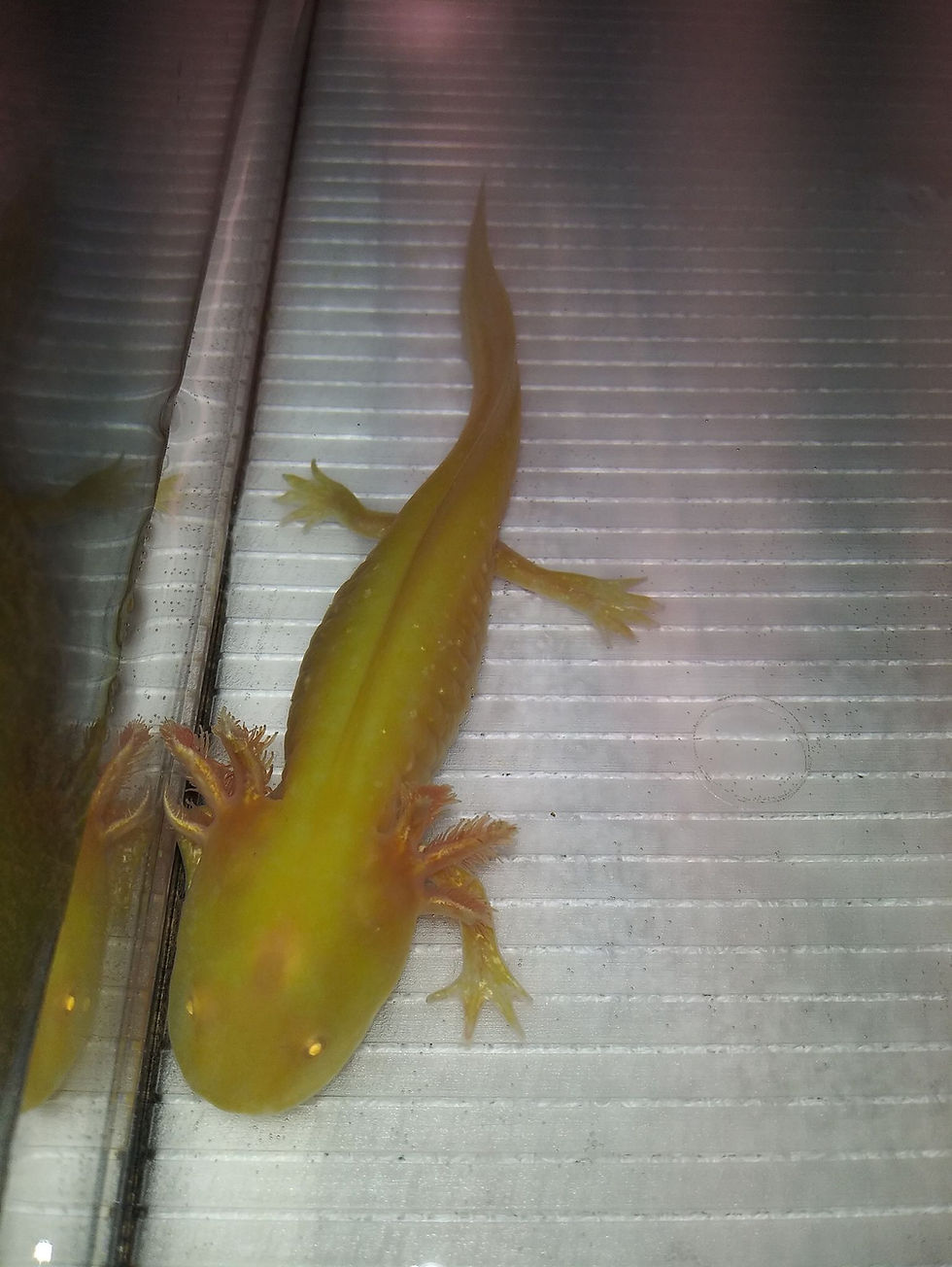 Thumbnail: Sparky (6" High Iridophore Sunburst GFP Golden Albino)