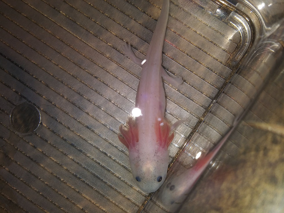 Thumbnail: People Watcher (3.5" Lightly Speckled Lucy)