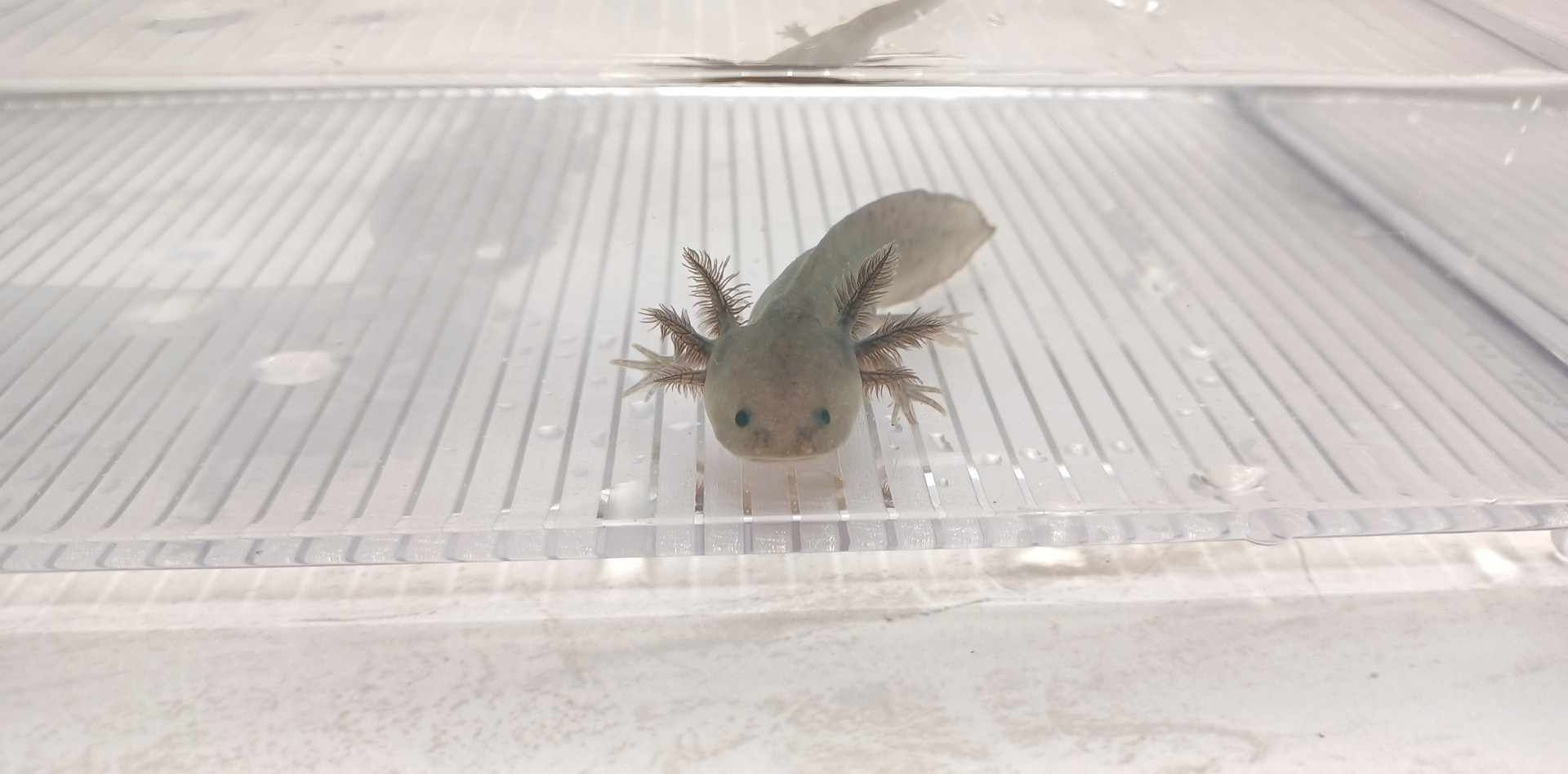 Donkey Butter (3" GFP Melanoid)