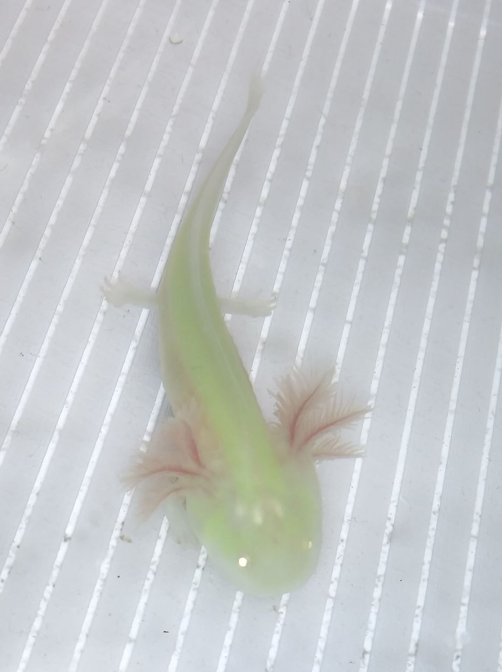 Thumbnail: LemonHead (3" Super GFP Albino)