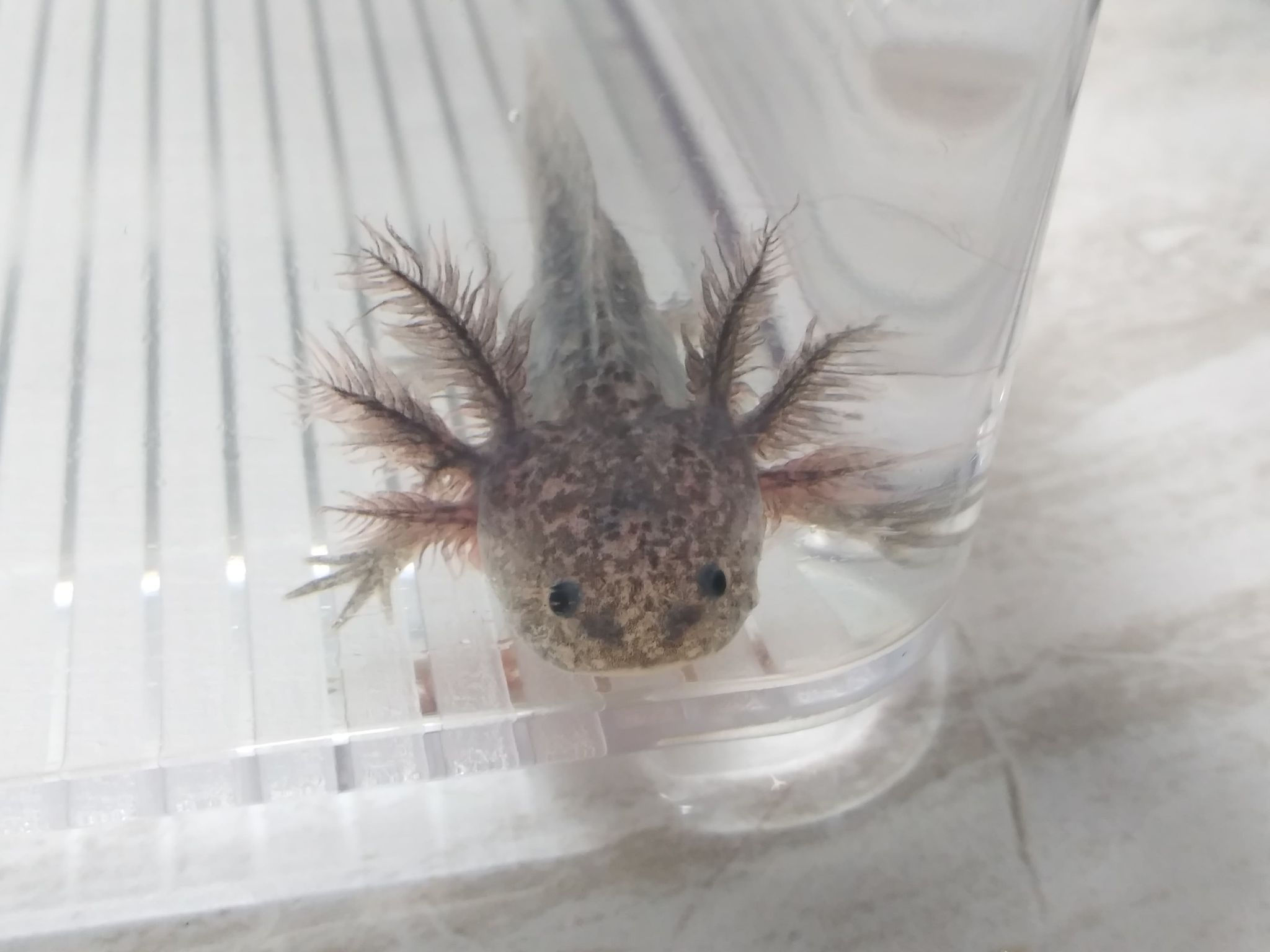 Domino (3" Axanthic)