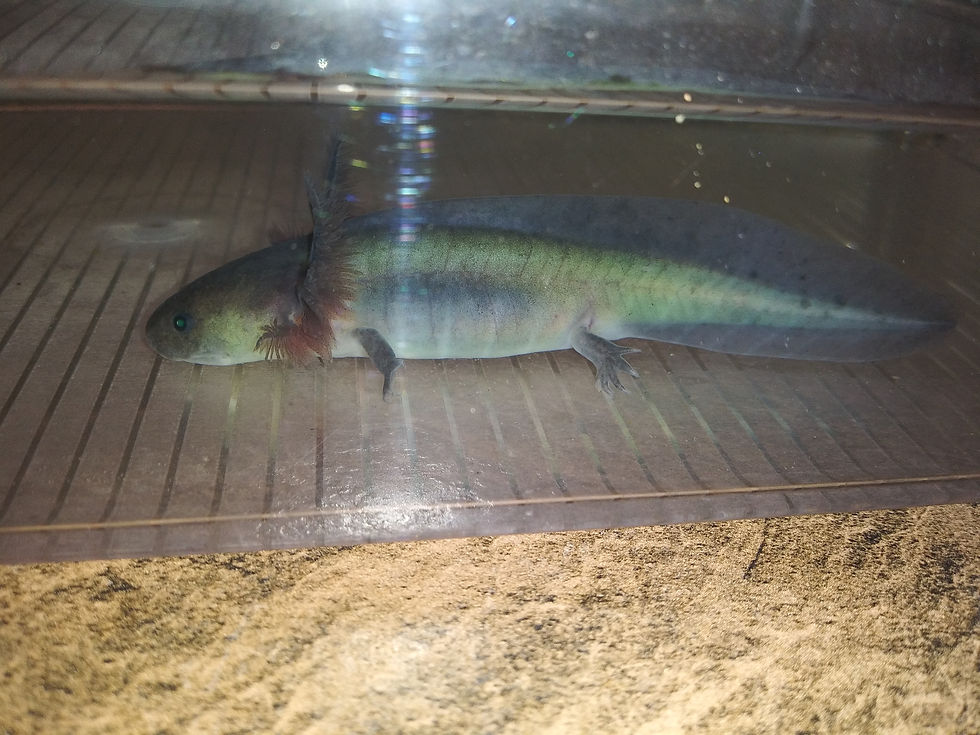 Thumbnail: Raven ( 4" GFP Melanoid)