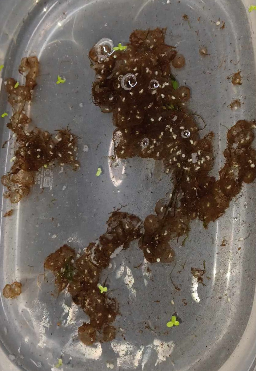 Lot of 50 Spanish Ribbed NEWT Eggs (Wild Type X Lucy Pairing)