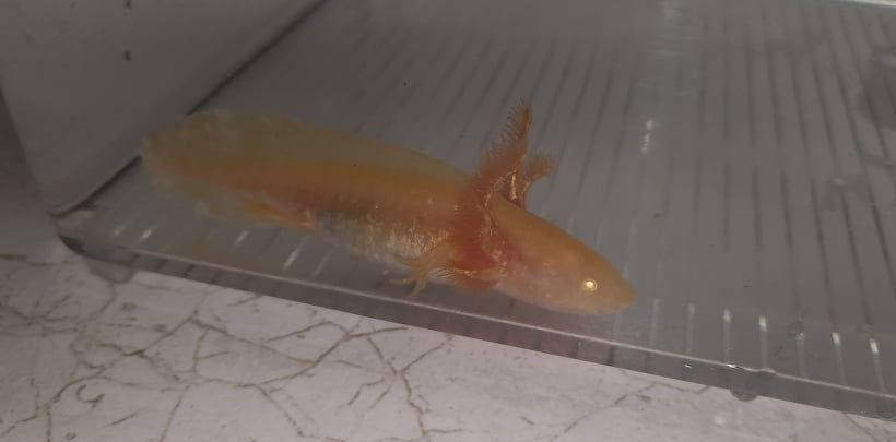 Thumbnail: I'm Walkin Here!  (3" Amber Golden Albino)