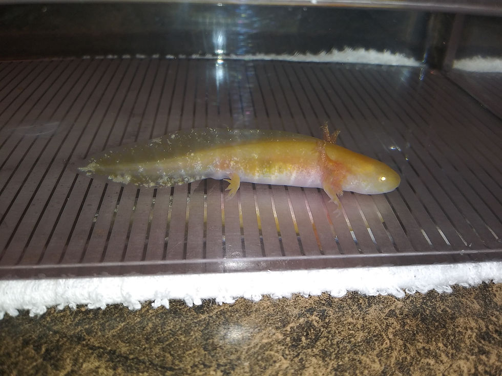 Thumbnail: Boo (3.5" Golden Albino)