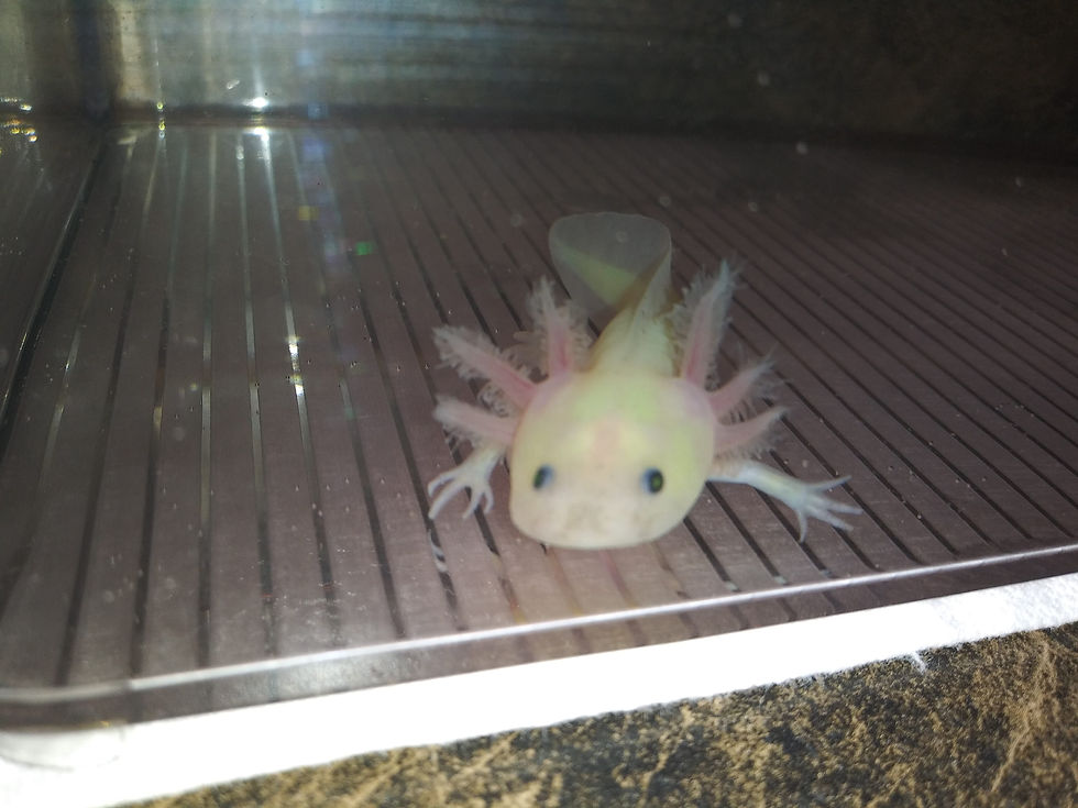 Thumbnail: Chaplin (4" Super GFP Dirty Lucy)