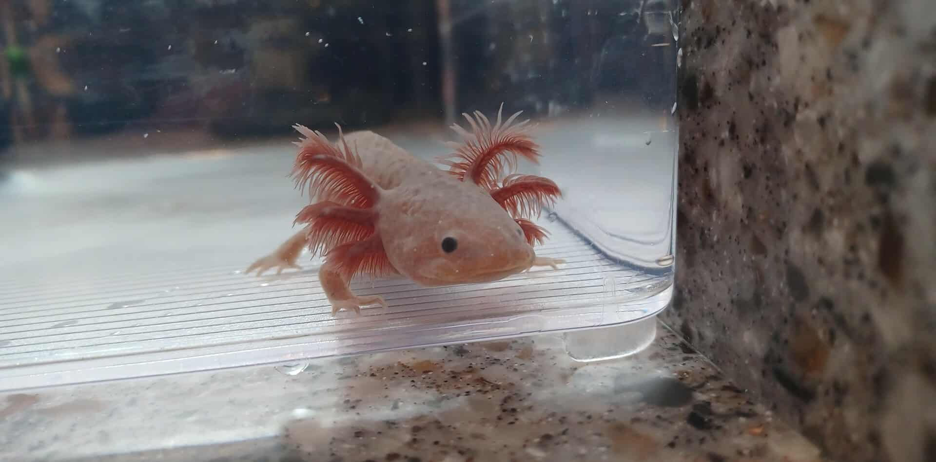 Tinsel Toes (4"-5" Axanthic Copper) Het Hypo