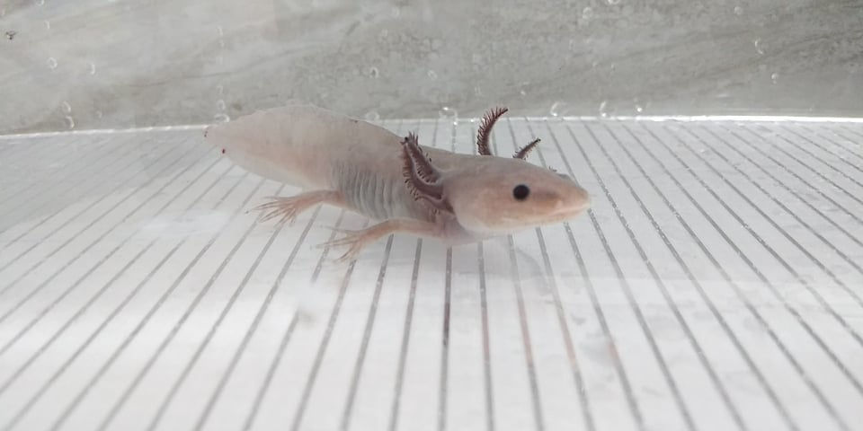 Thumbnail: Krave (4" (MAC) Melanoid Axanthic Copper)