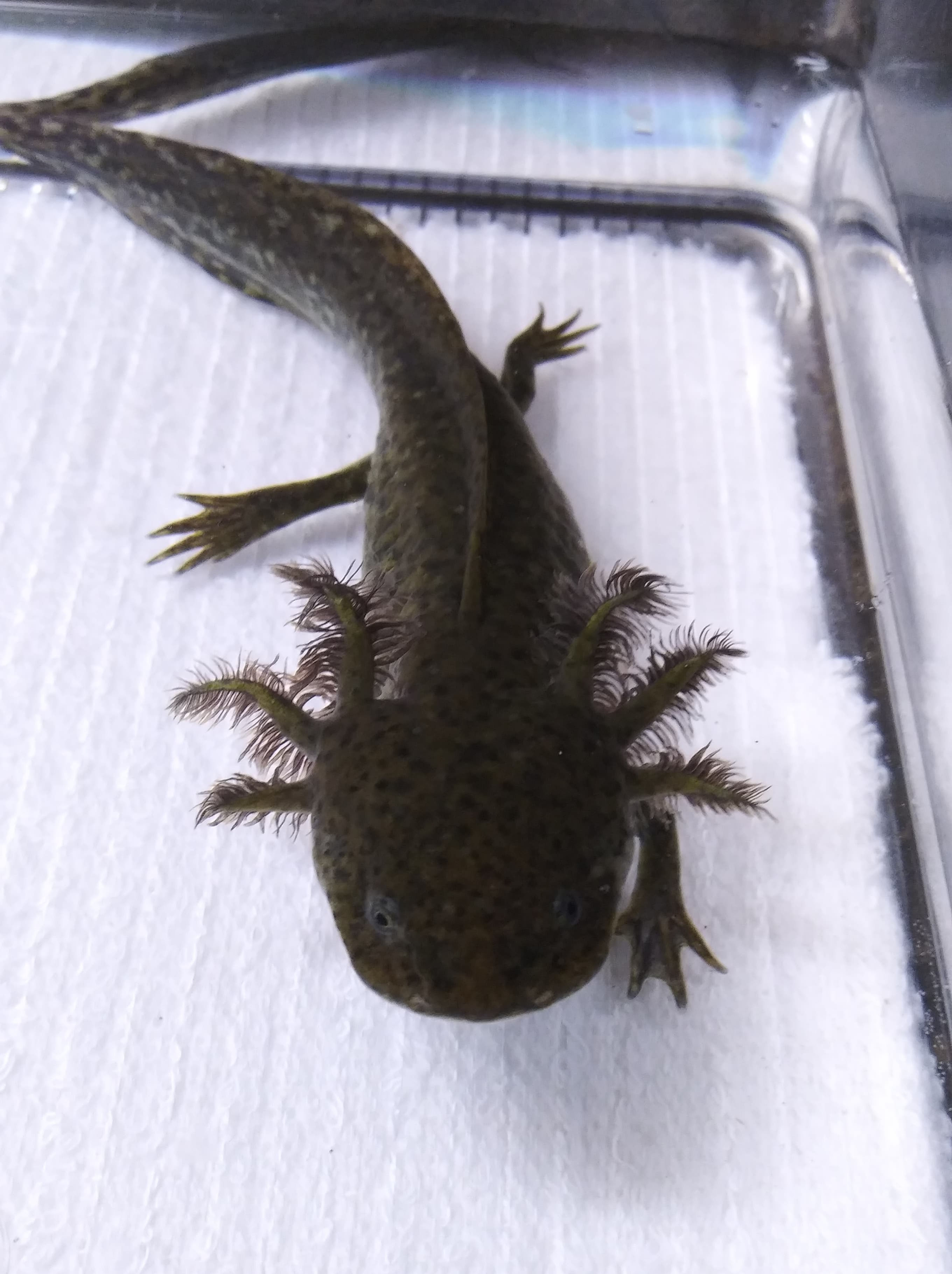 Fancy Shmancy (6" Wild )