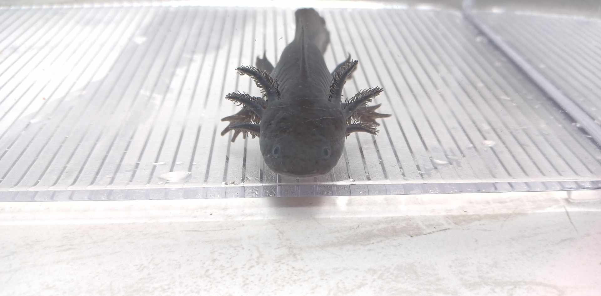 Ouji Board Hustler (5" Dark Melanoid)