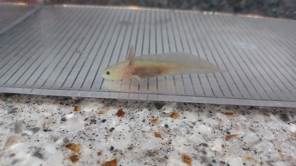 Thumbnail: Derp Noodle( 3" GFP Axanthic Copper)