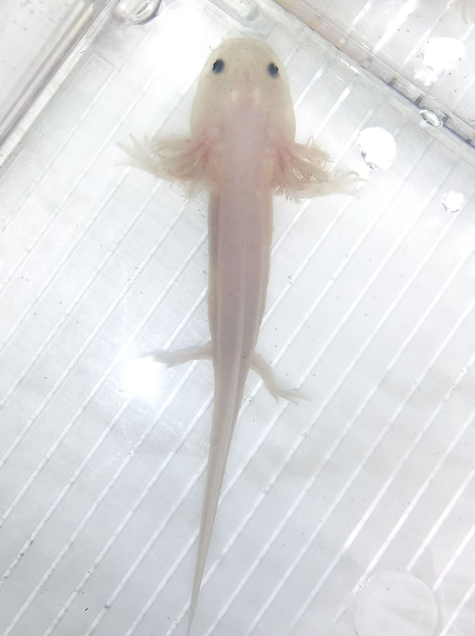 Thumbnail: Punky Pong (3" Lightly Speckled Lucy)