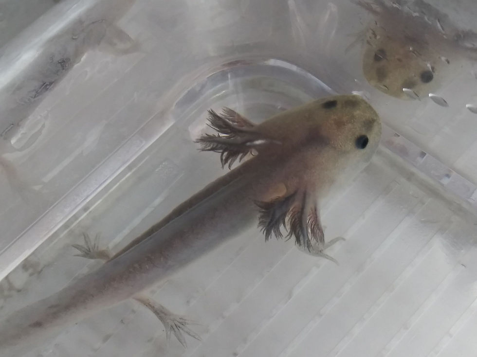 Thumbnail: Whopper (3" Lavender Melanoid)