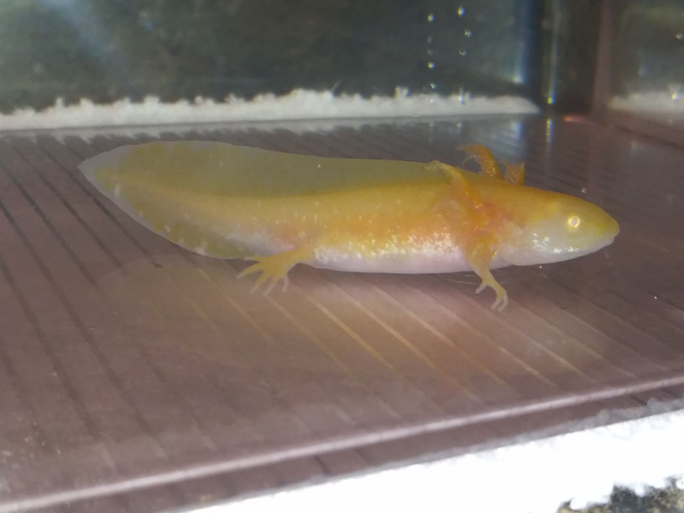 Thumbnail: Yellow Snow (3" Golden Albino)