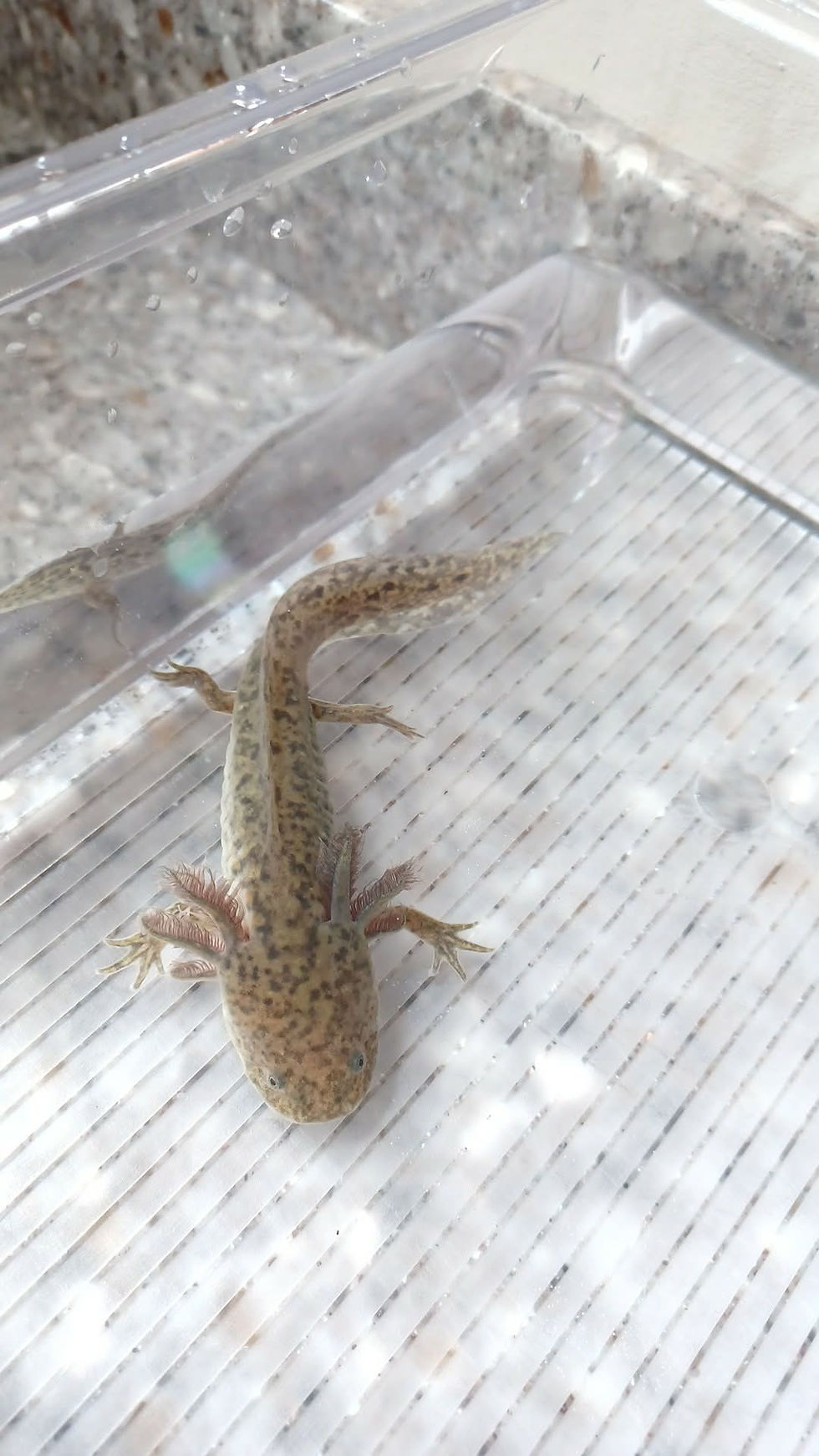 Thumbnail: Grumple Schitz(5" Wild Type)
