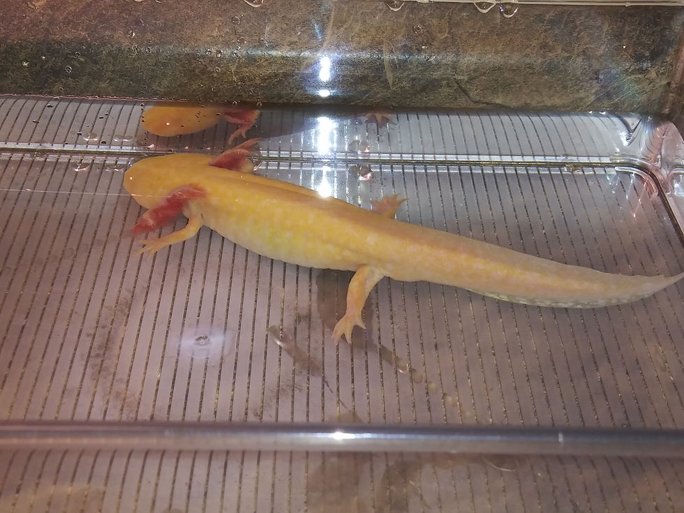 Thumbnail: Mango (8.5" MALE Golden Albino)