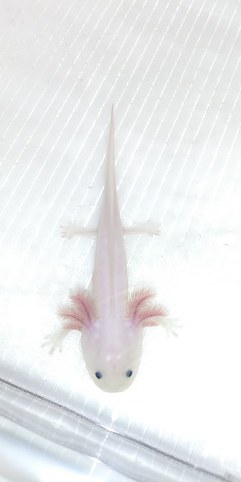 Thumbnail: Vac Seen (4" Lightly Speckled Dark Gilled Lucy)