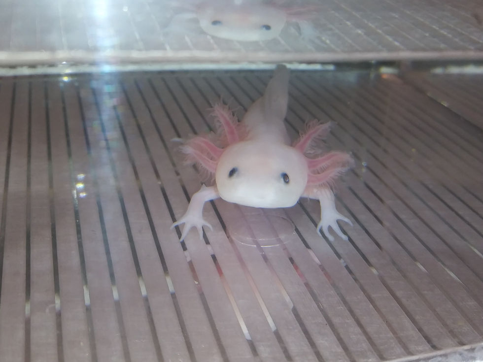 Thumbnail: Goof Butt (4"  Lucy)