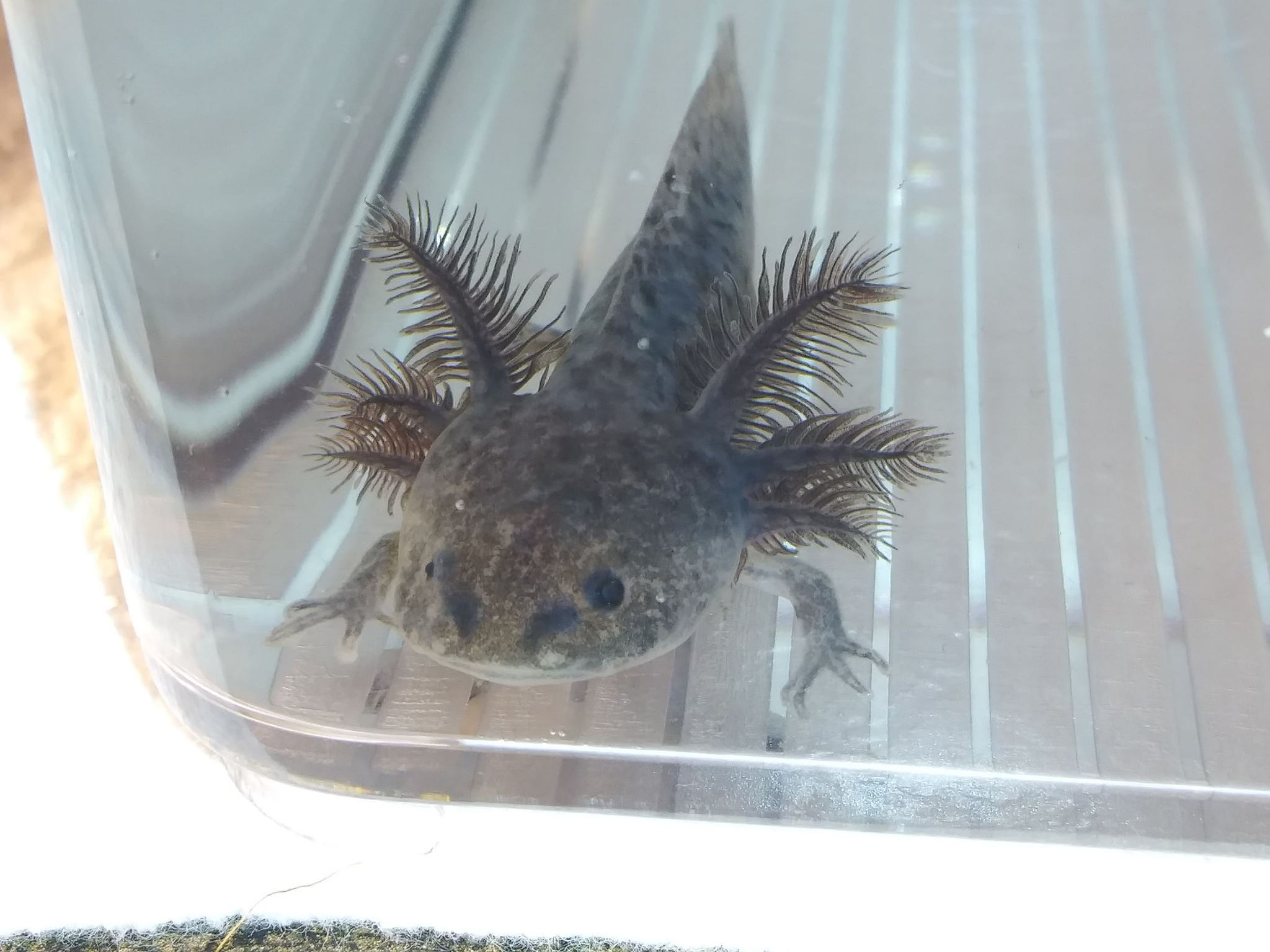 Blastoise (3" Axanthic Mel)