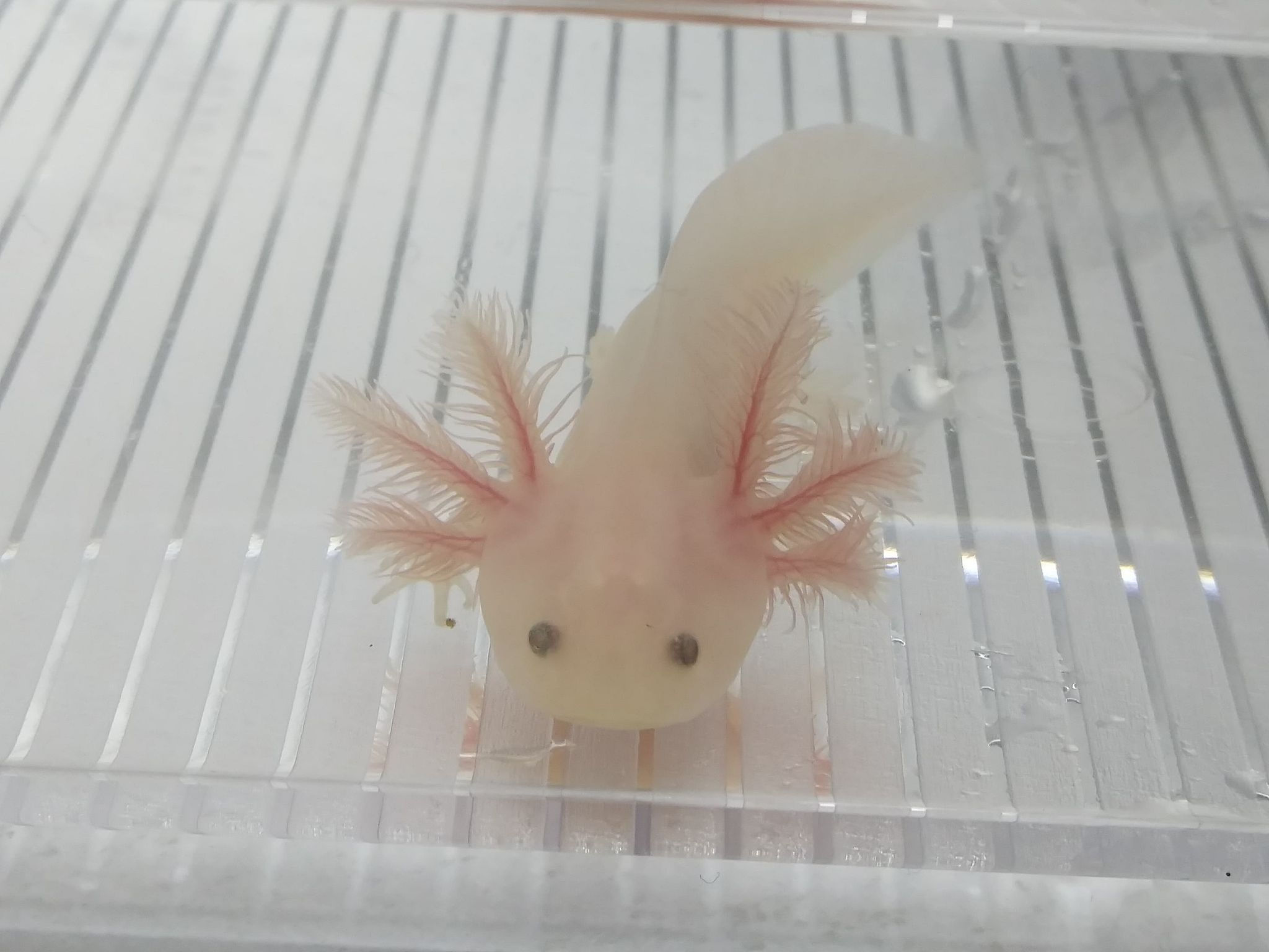 Bibbles (3" Lucy)