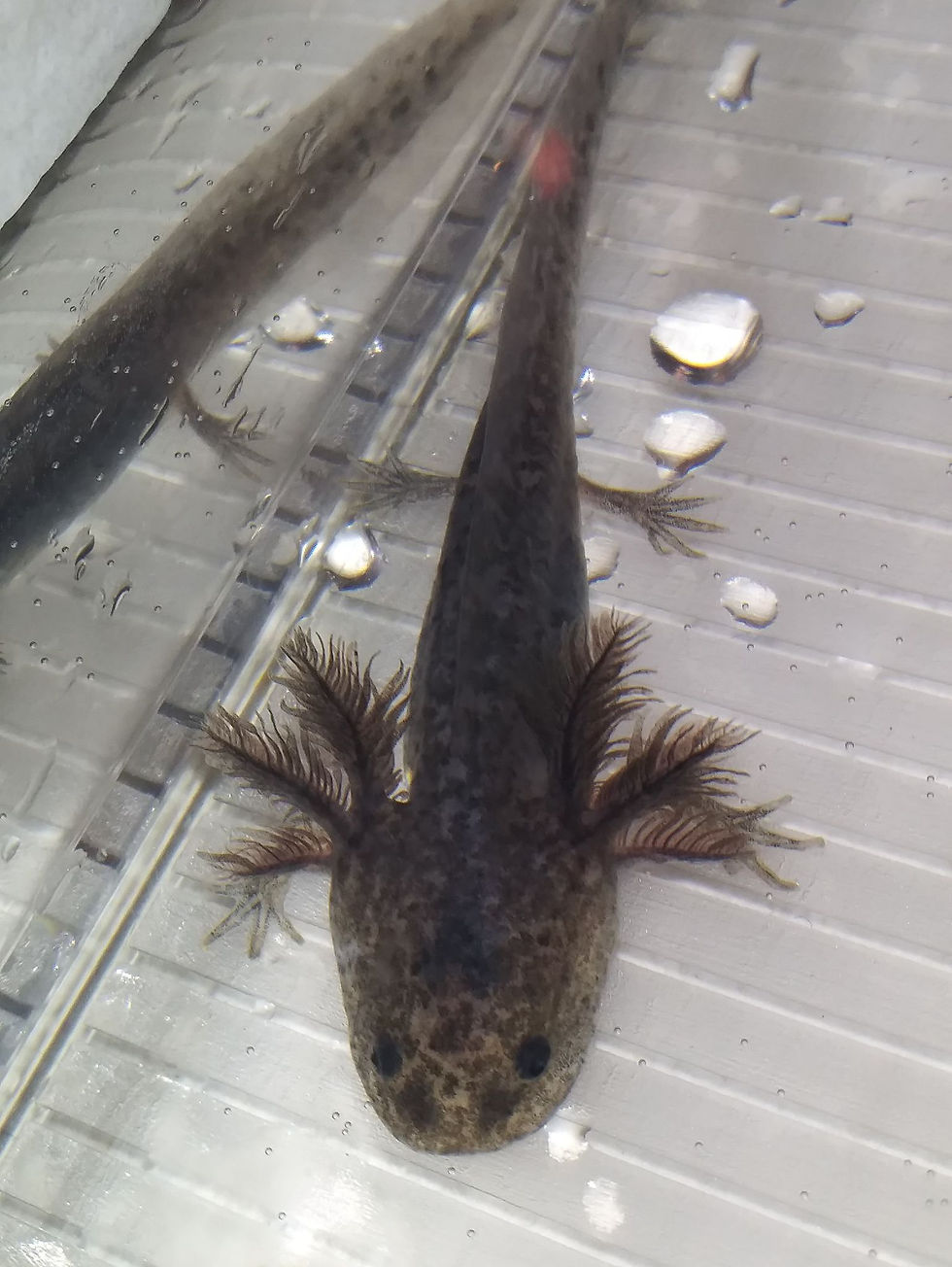 Thumbnail: Franken Grin (3" Axanthic Mel)