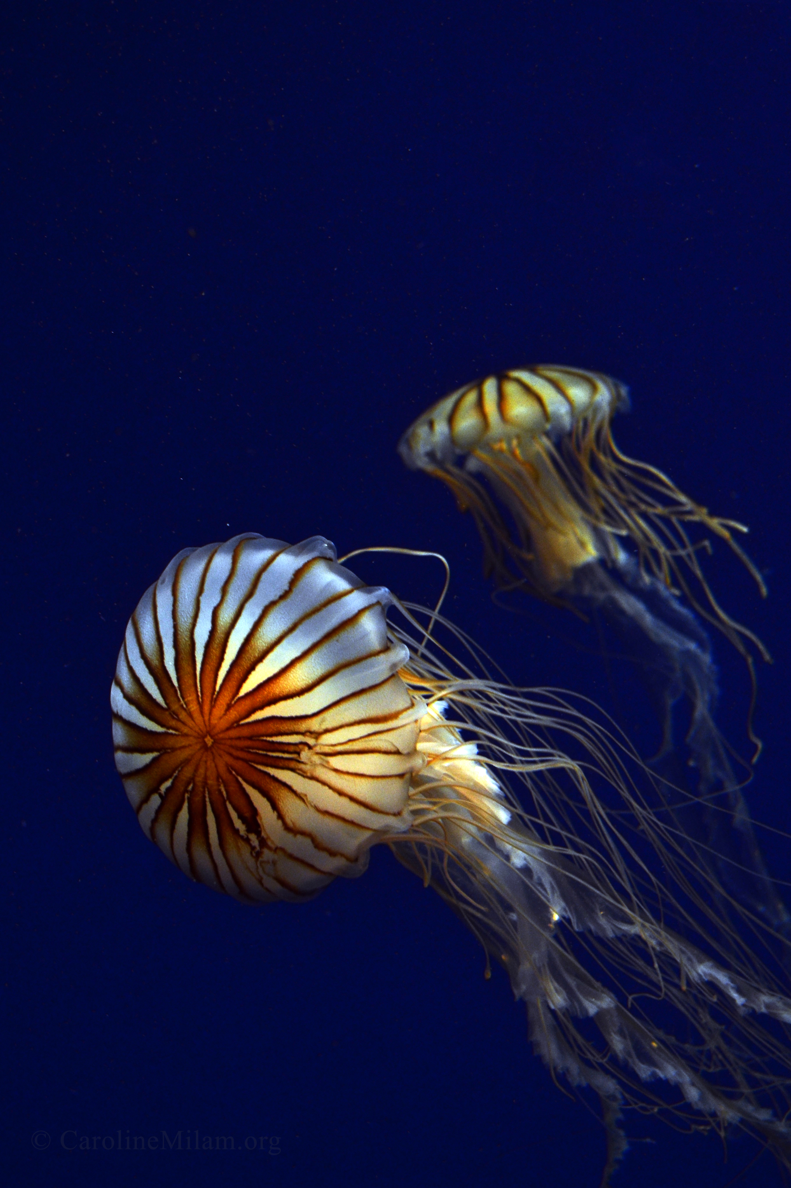 Jellyfish-Encounter