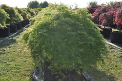 Acer Palmatum Green Lace.jpg