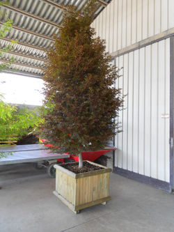 Acer Palmatum skeeter's broom2.jpg