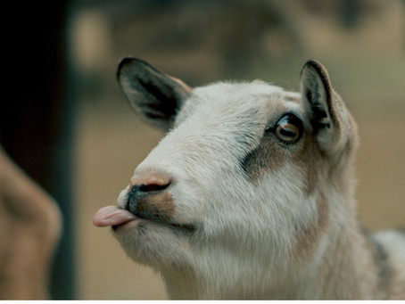 The Elephant, Donkey, and Goat in the Room