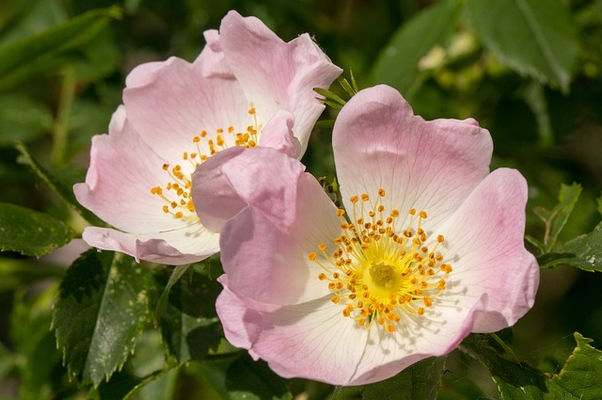 Wild Rose, l'Eglantier : la fleur de la joie de vivre 