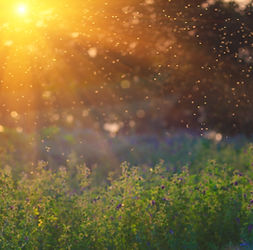 AdobeStock_86537041.jpeg