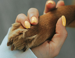 Paw_Book a Meet and Greet for Nashville Pet Sitter