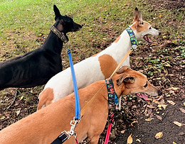 Fall Greyhounds_Nashville Dog Walker