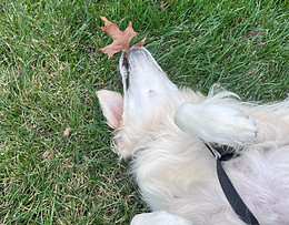 Golden_Nashville Dog Day Care