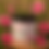 Thumbnail: Hibiscus Body Butter w/ Squalane